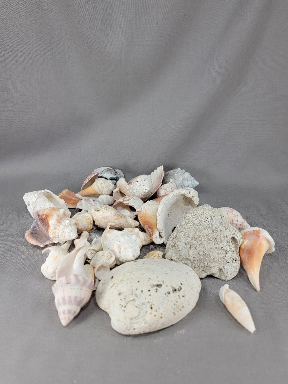 Natural Broken Seashells Mixed Lot Sun Bleached Shells Craft Beach Decor